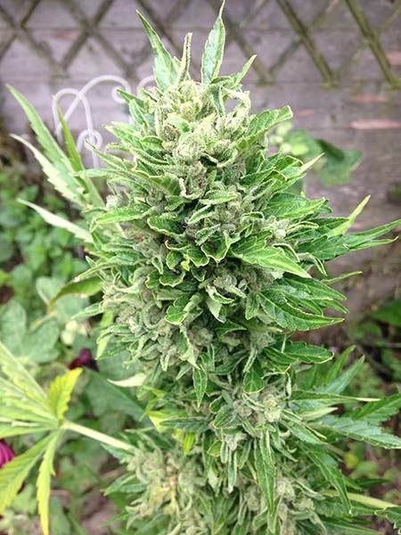 Cette White Diesel Haze est presque prête pour la récolte