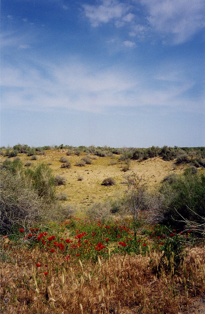 04 - Although much of Turkmenistan is a desert, small populations of opium poppy and cannabis do persist in some places (© Jeanne Menjoulet & Cie)