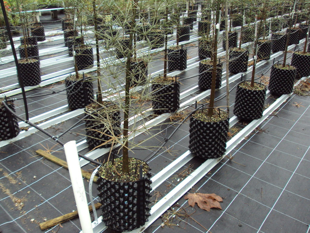There are various root-training and root-pruning pots available, which encourage formation of denser root balls (© Wikimedia Commons)