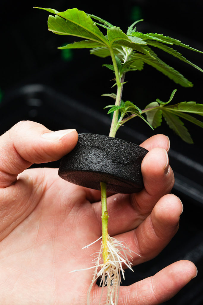 In teeltprogramma's worden identieke vrouwelijke klonen gekweekt met diverse mannelijke planten om de beste vader te kunnen selecteren