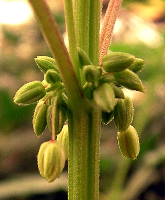 male-plant-IV.jpg