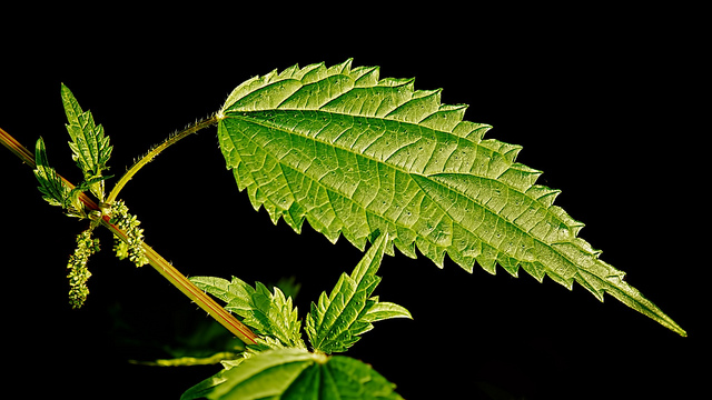 2_distinguish_hemp_from_nettle_fibre