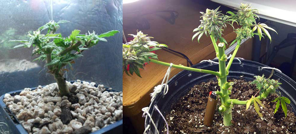 Two trimmed cannabis plants in pots