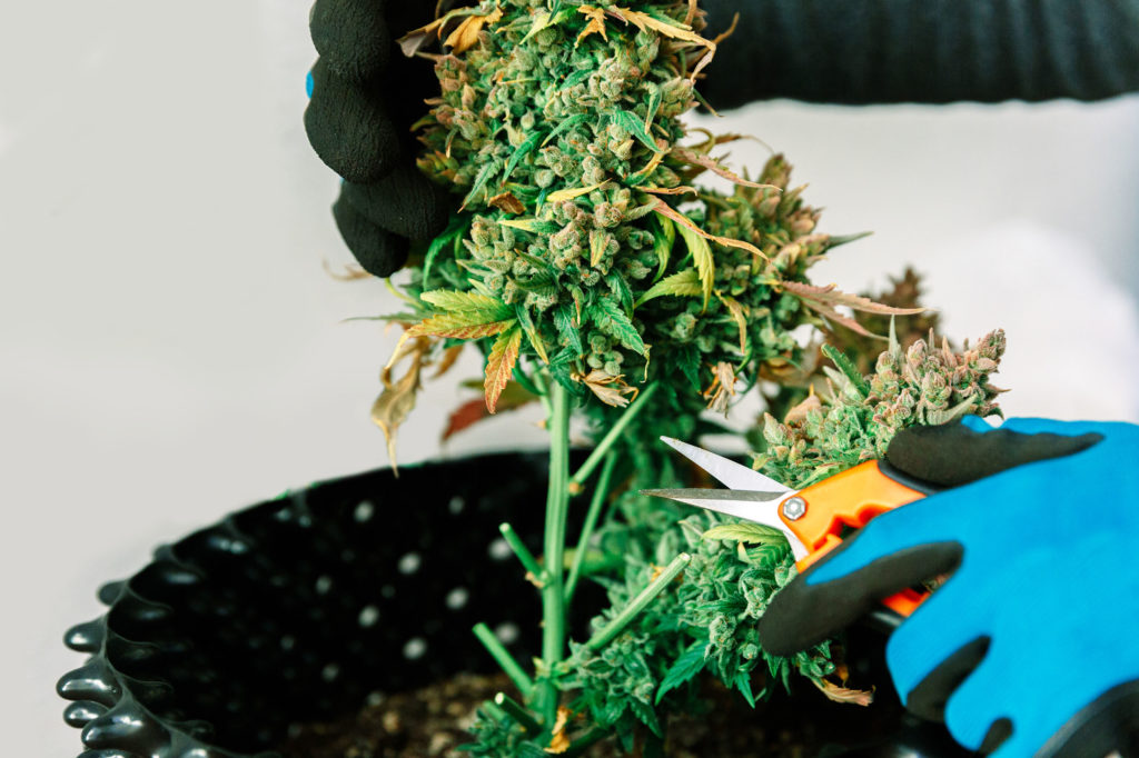 Person with the gloves and scissors trimming a cannabis plant