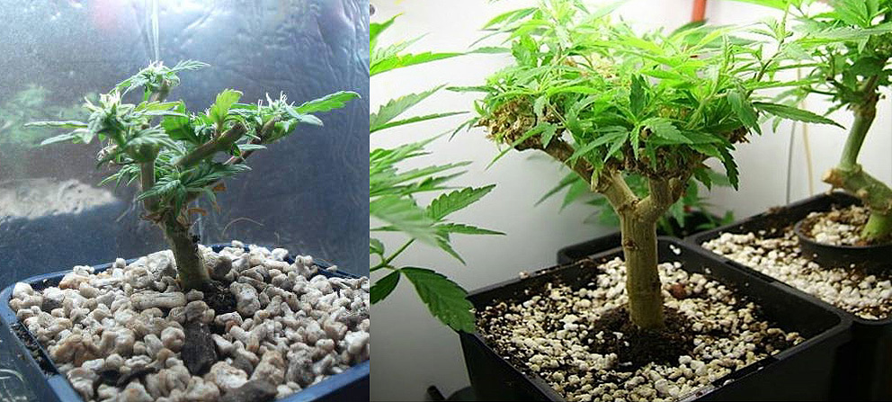 Two trimmed cannabis plants in pots