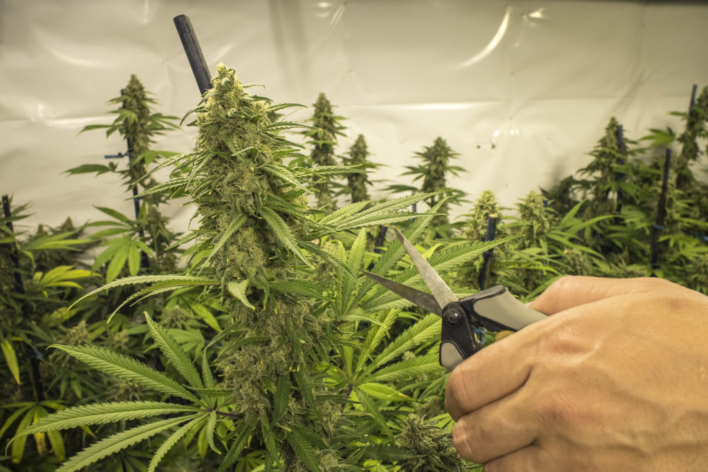 Wie maximiert man den Ertrag einer Cannabis-Pflanze