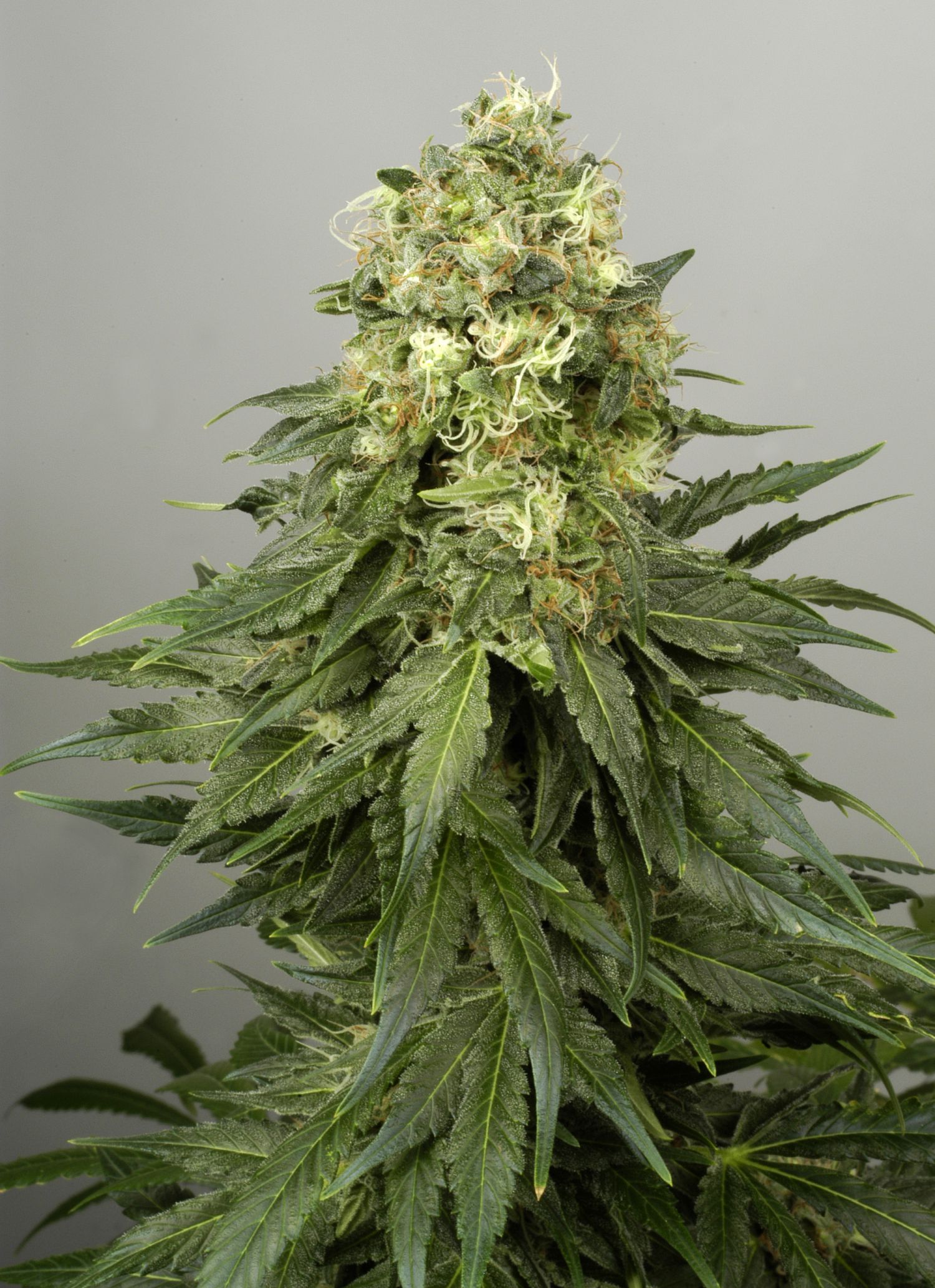 Wie maximiert man den Ertrag einer CannabisPflanze