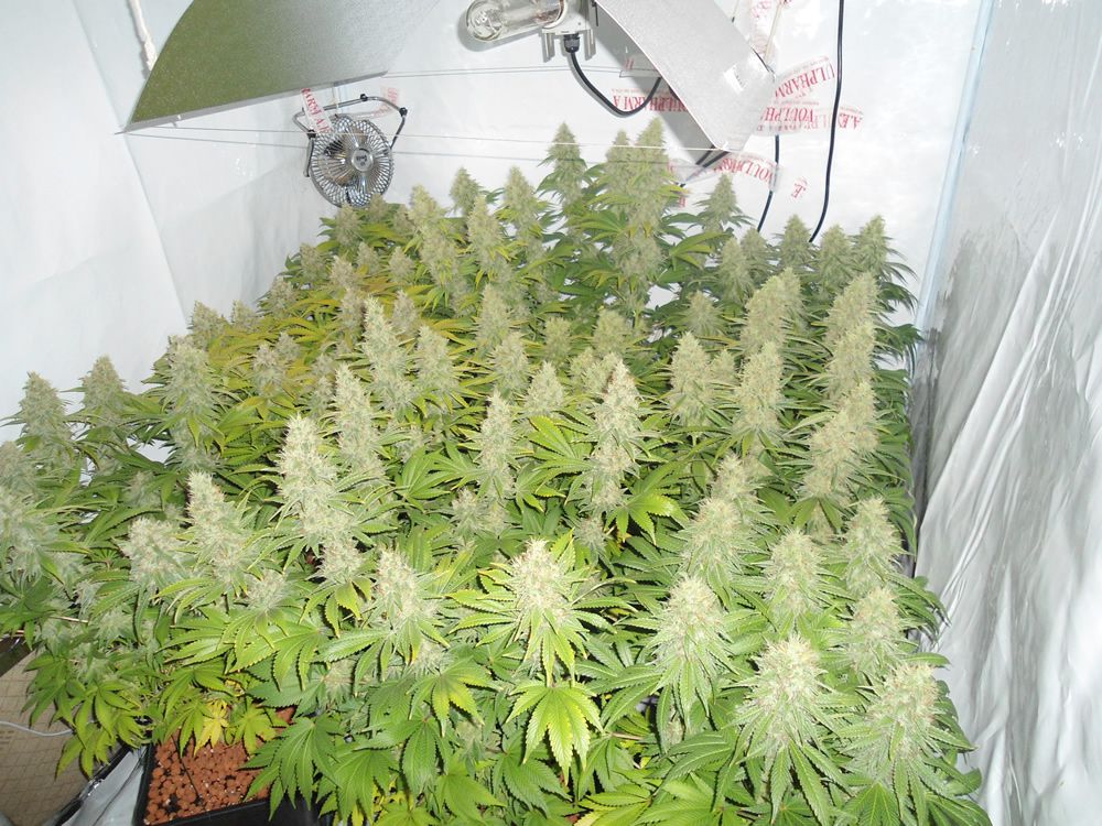 Wie maximiert man den Ertrag einer CannabisPflanze