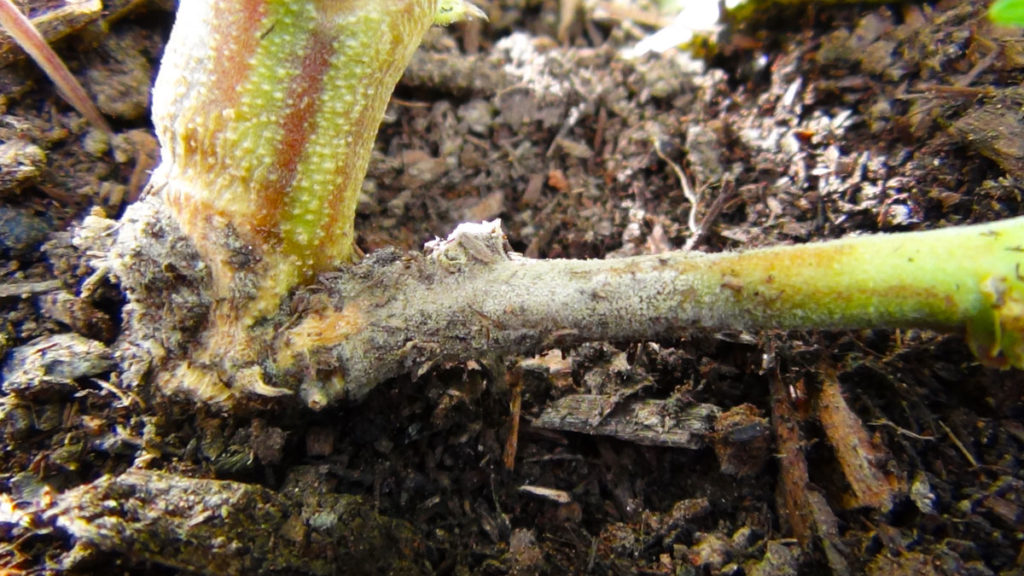 Over-watered cannabis plant with grey mould