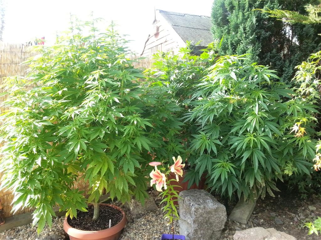 Cannabis planten groeien in de tuin met andere planten