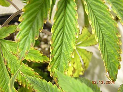 Potassium-deficient leaves, showing the yellowish leaves with darker veins and dry, brown leaf edges and tips