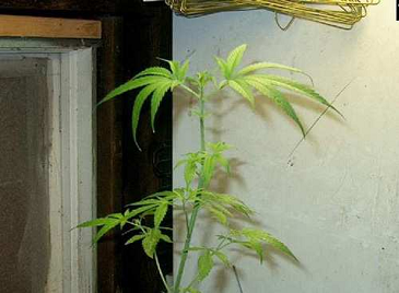 Sulphur deficiency affecting the newer leaves first and turning them pale yellow with slightly darker veins