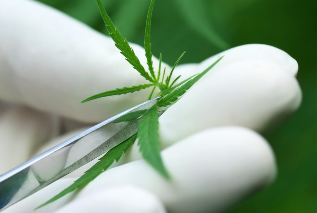 Cómo podar y hacer la manicura a los cogollos de cannabis