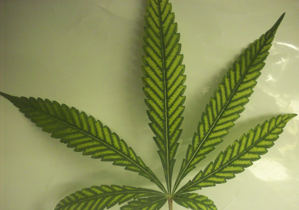 Tutorial: What’s wrong with my cannabis plant?