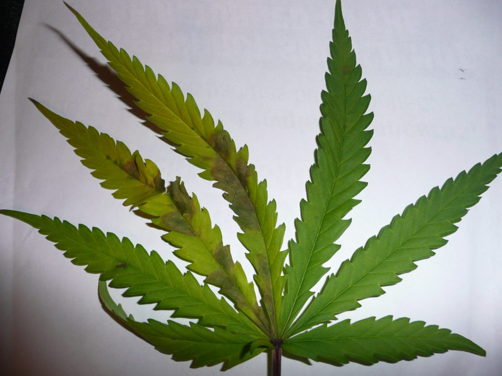 Tutorial: What’s wrong with my cannabis plant?