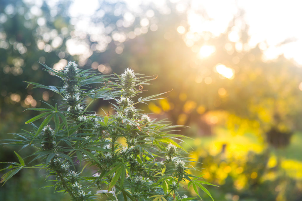 5 plantes pour usage personnel tolérées dans les Pays-Bas