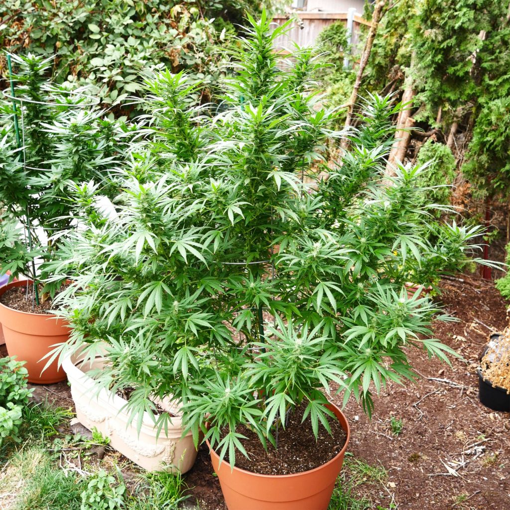 Cannabis plant growing in a pot outdoors