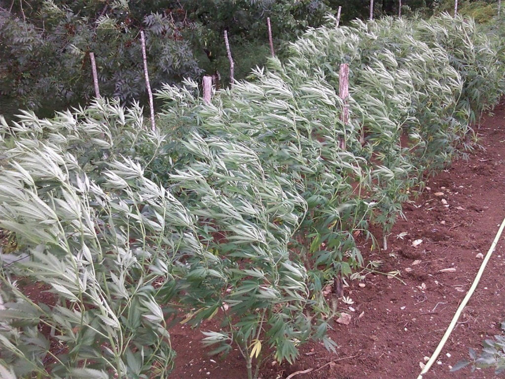 Cannabis plants growing outdoors in the soil bended by the wind