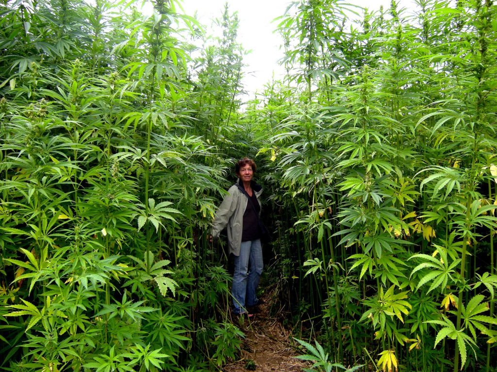 A woman in a cannabis field