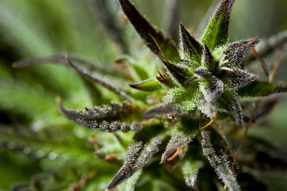 A cannabis plant with pistils