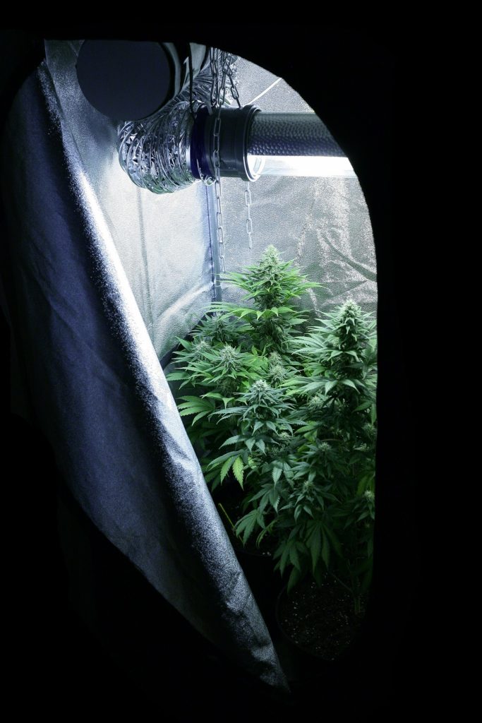 cannabis plants flowering