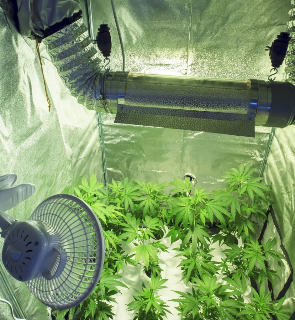 Cannabis plants in growing plant with ventilation