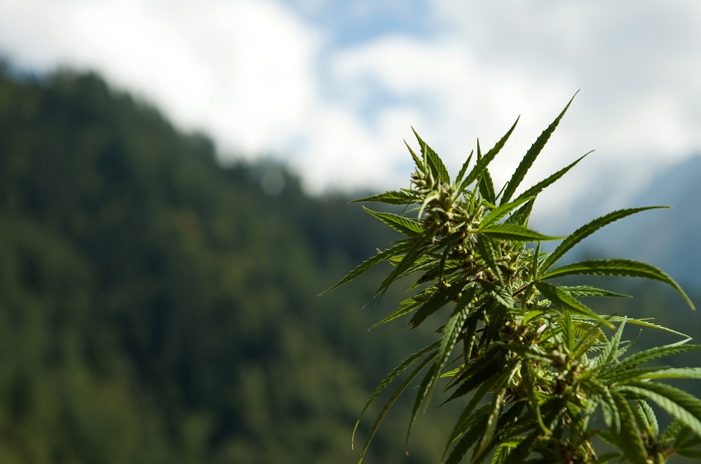 A cannabis plant growing outside with mountains in the background