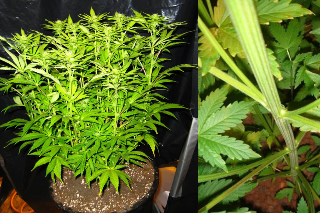 Cannabis plant growing in pot under the bright light