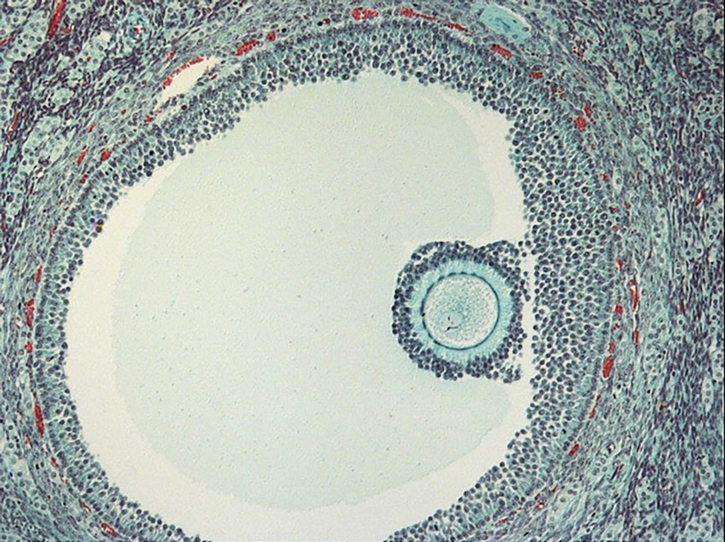 Anandamide is present in high levels during oogenesis and ovulation