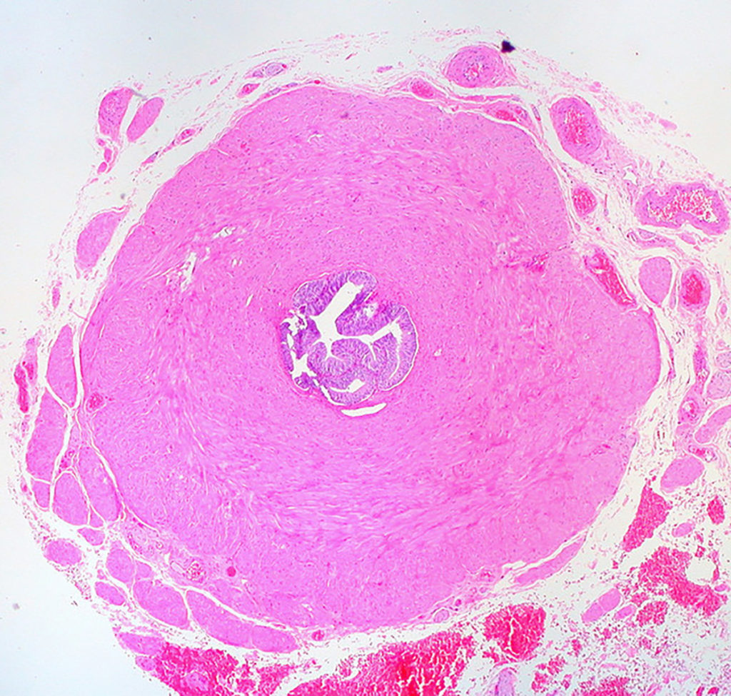 Anandamide is present in the vas deferens, where it assists in sperm capacitation