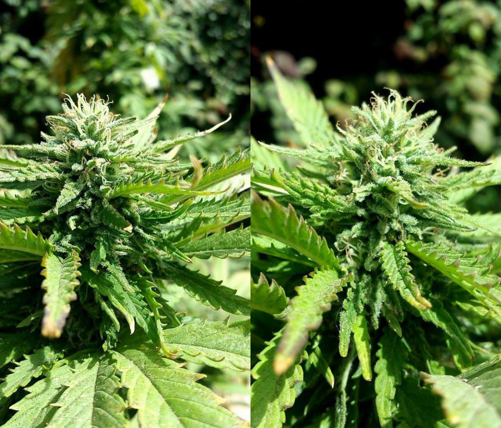 Autoflowering Cannabis wird typischerweise nicht höher als 50 cm.