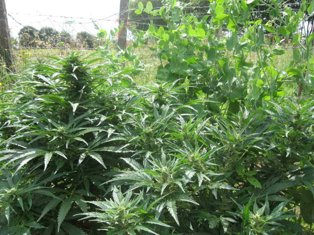5 choses à savoir sur les graines à autofloraison