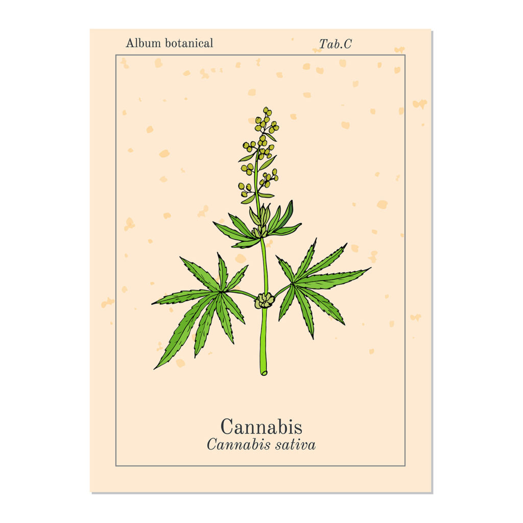 Cannabis-Sativa-4-1024x1024.jpg