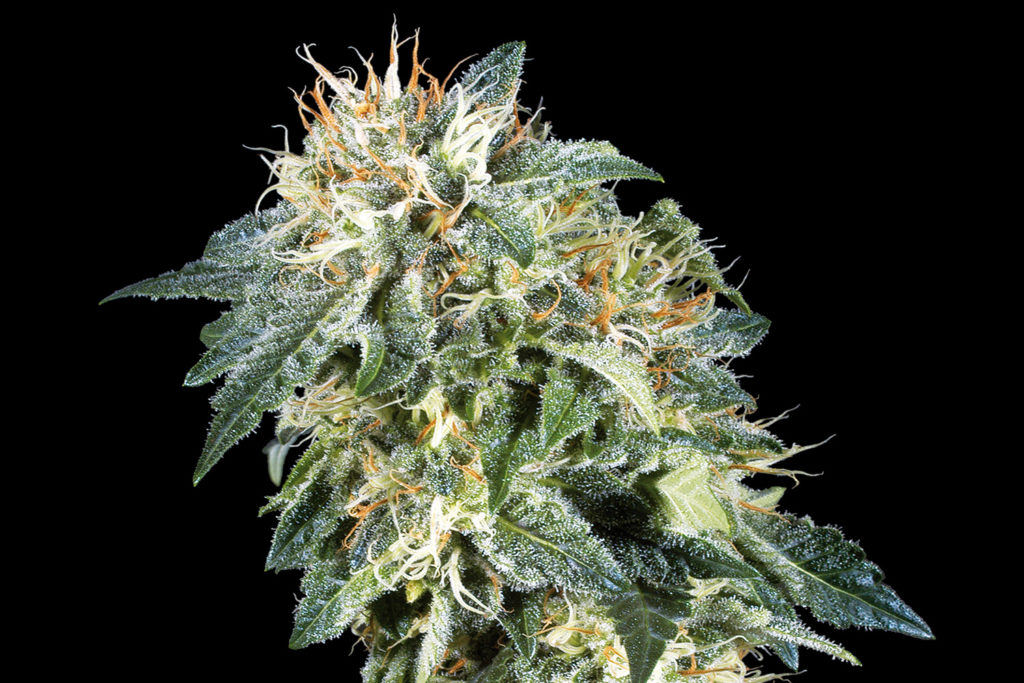 Sensi Semillas 'Northern Lights Cannabis Strain