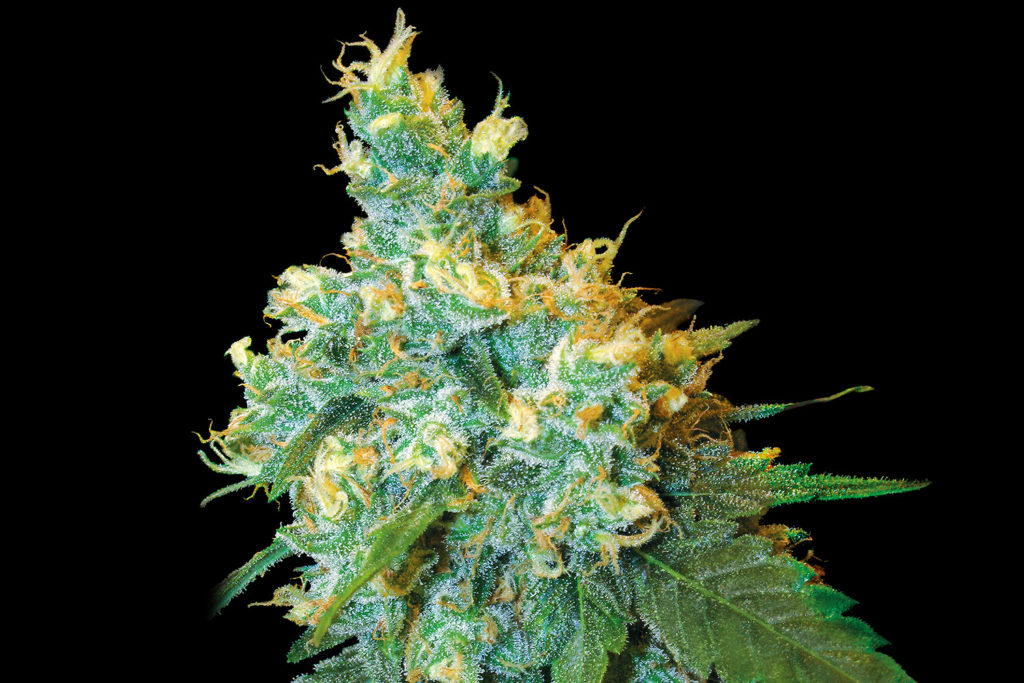 Sensi Semillas 'Jack Herer Cannabis Strain