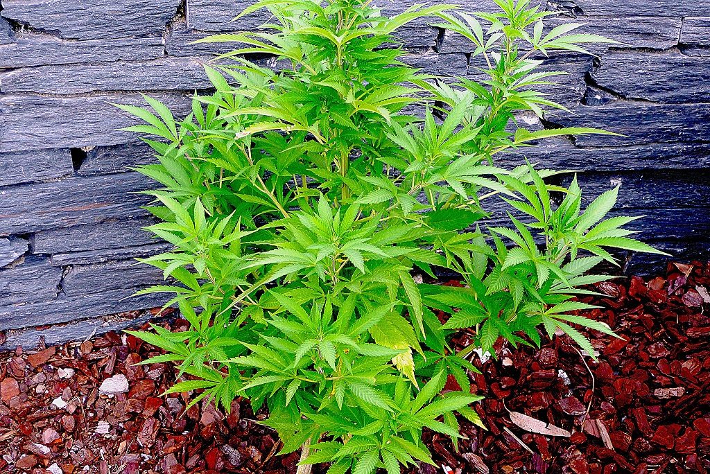 Der Artikel 36/18 des Gesetzes für die öffentliche Sicherheit legt fest, dass der Anbau von Cannabis lediglich an öffentlich sichtbaren Orten unter Strafe steht. (CC. M a n u e l)