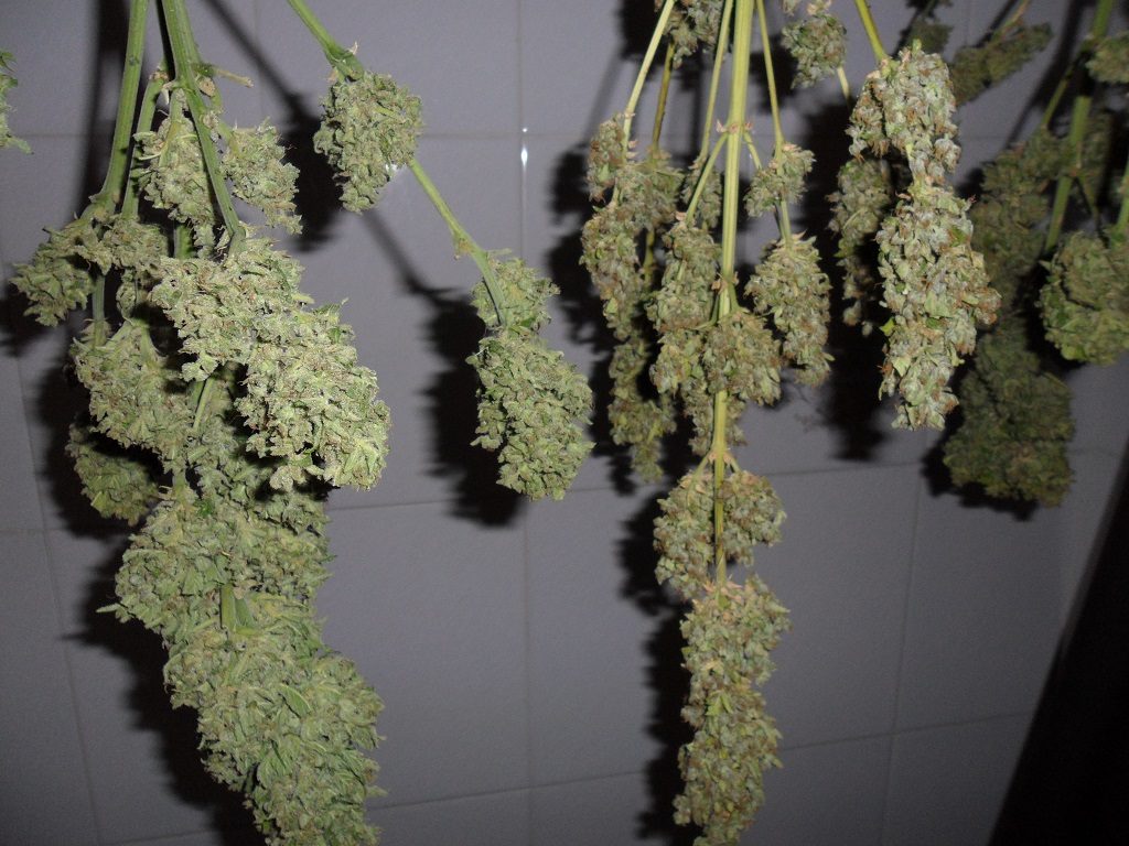In order to determine if the confiscated plants are for personal consumption, they have to be weighed after they have been dried, and not before, which is what the Civil Guard did