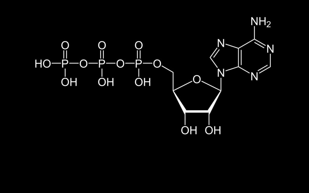 Diagramm, das die vereinfachte chemische Struktur des Adenosin-Triphosphat-Moleküls (ATP) darstellt, das in allen Lebewesen als Energiequelle vorhanden ist.