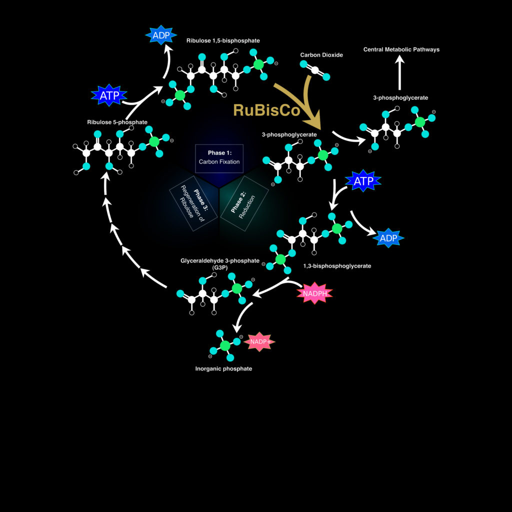 Diagramm, das die Dunkelphase des Calvin-Zyklus darstellt. Kohlendioxid, Phosphoglycerat, Diphosphoglycerat, anorganischer Phosphor, Glycerinaldehydphosphat, Phosphat, Glukose, Glycerinaldehydphosphat, Ribulosephosphat, Ribulosediphosphat, CO2-Fixierung durch das RuBisCO-Enzym. Ein Teil des Glycerinaldehydphosphats verbleibt im Zyklus, während ein anderer Teil ihn verlässt und in Zucker umgewandelt wird.