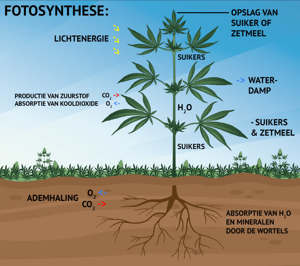 Een illustratie waarop de groei van een cannabisplant door middel van fotosynthese te zien is en de relatie ervan met lichtenergie, zuurstofproductie en opname van kooldioxide, opslag van suikers en zetmeel, waterdamp en opname van zuurstof en mineralen via de wortels.