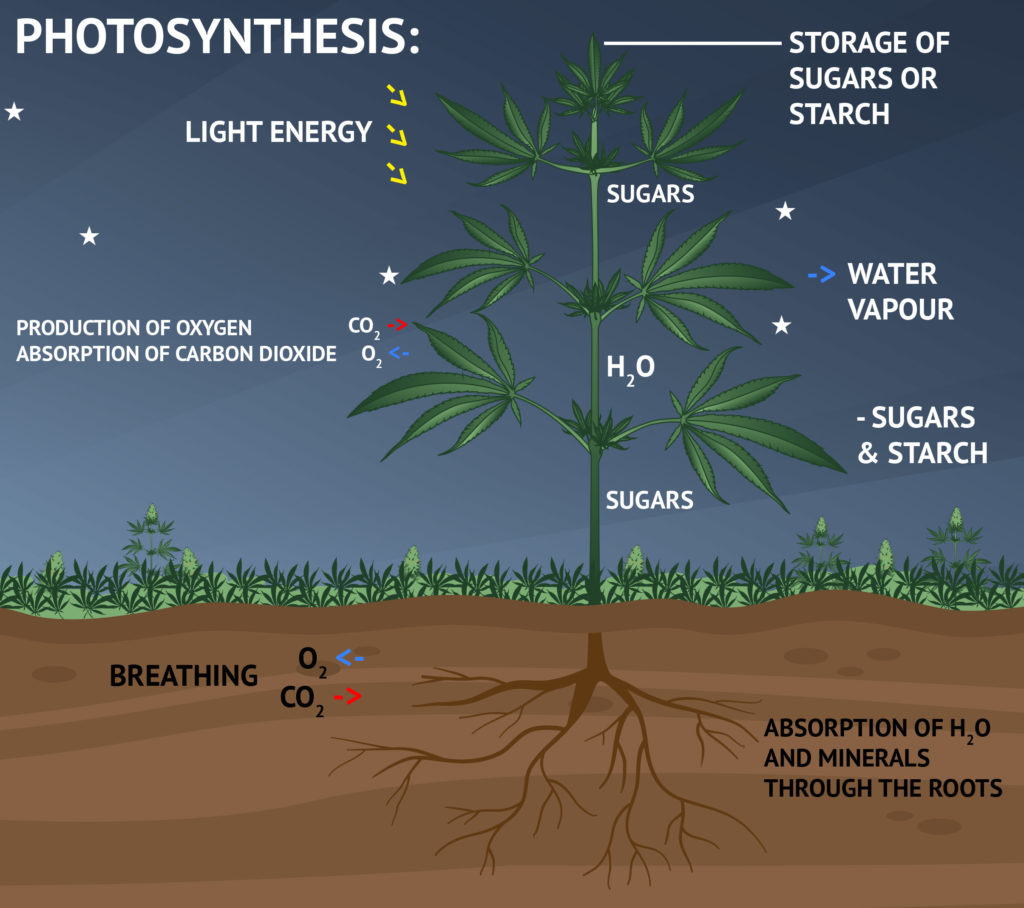 2 Photosynthesis The Dark Phase Photosynthesis Infographic Dark EN 1024x908 