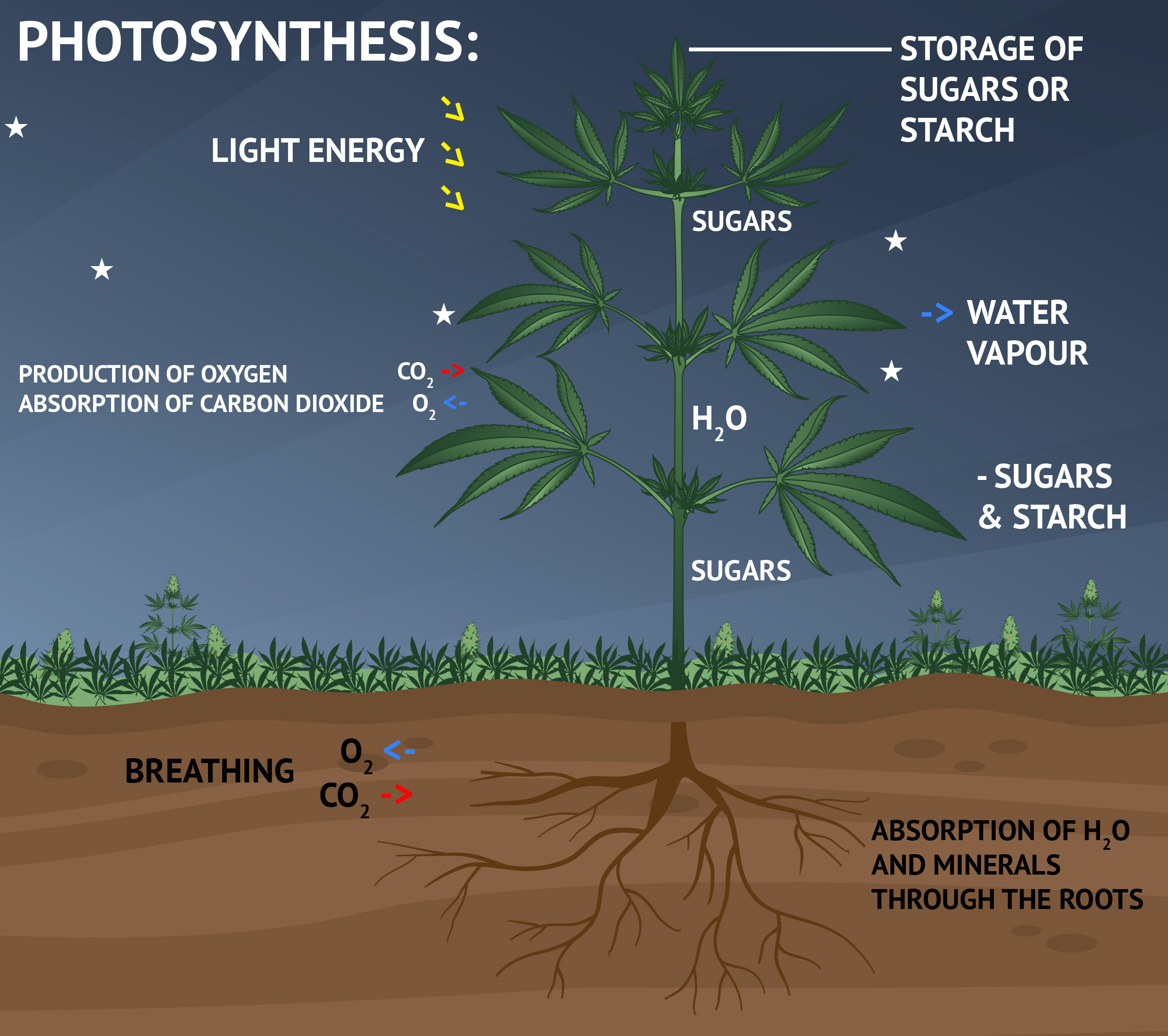 Photosynthesis the dark phase