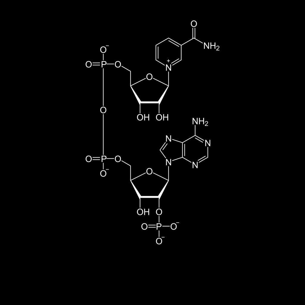 Die Struktur von Nicotinamid-Adenin-Dinukleotid in oxidierter Form (NAD+). Ein Coenzym, das bei vielen Stoffwechselvorgängen eine Rolle spielt.