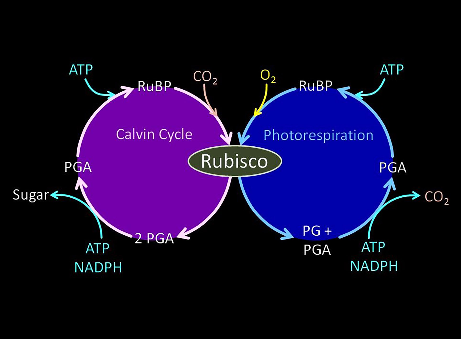 Photosynthesis: the dark phase