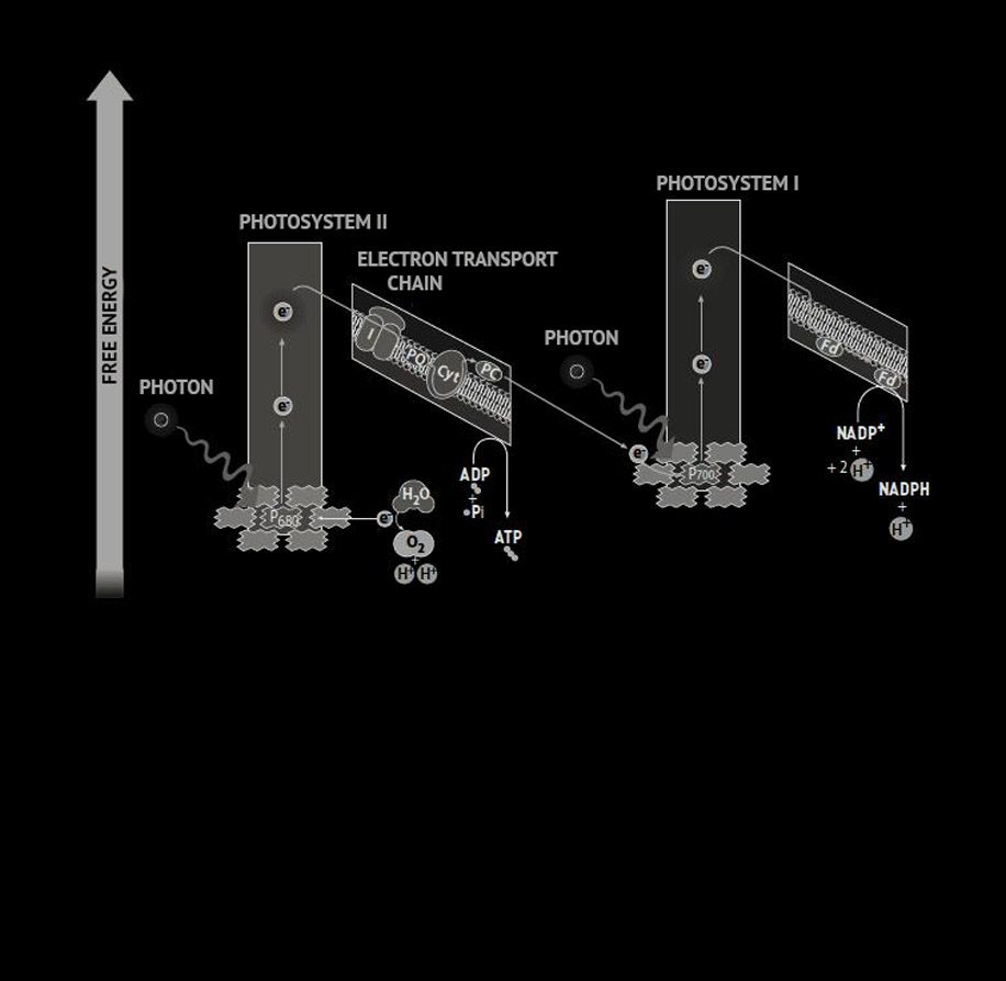 Diagramme représentant la photophosphorylation cyclique. L’électron libéré lors de la formation de l’ATP stimule de nouveau le PSI.