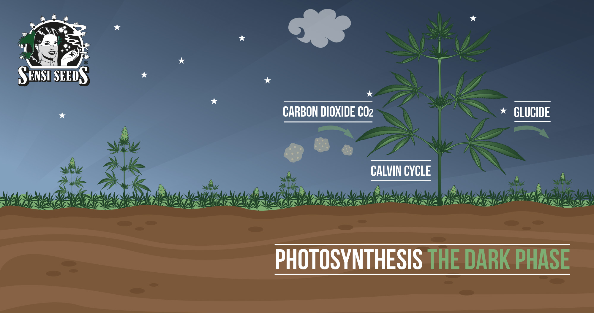 photosynthesis-the-dark-phase