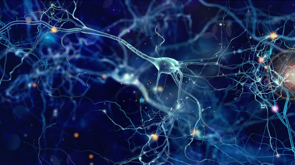 Das Endocannabinoidsystem hat eine wichtige Funktion bei der richtigen Entwicklung der neuronalen Vernetzung, bei deren Unterbrechung es zu einer neurologischen Störung wie Autismus kommen kann