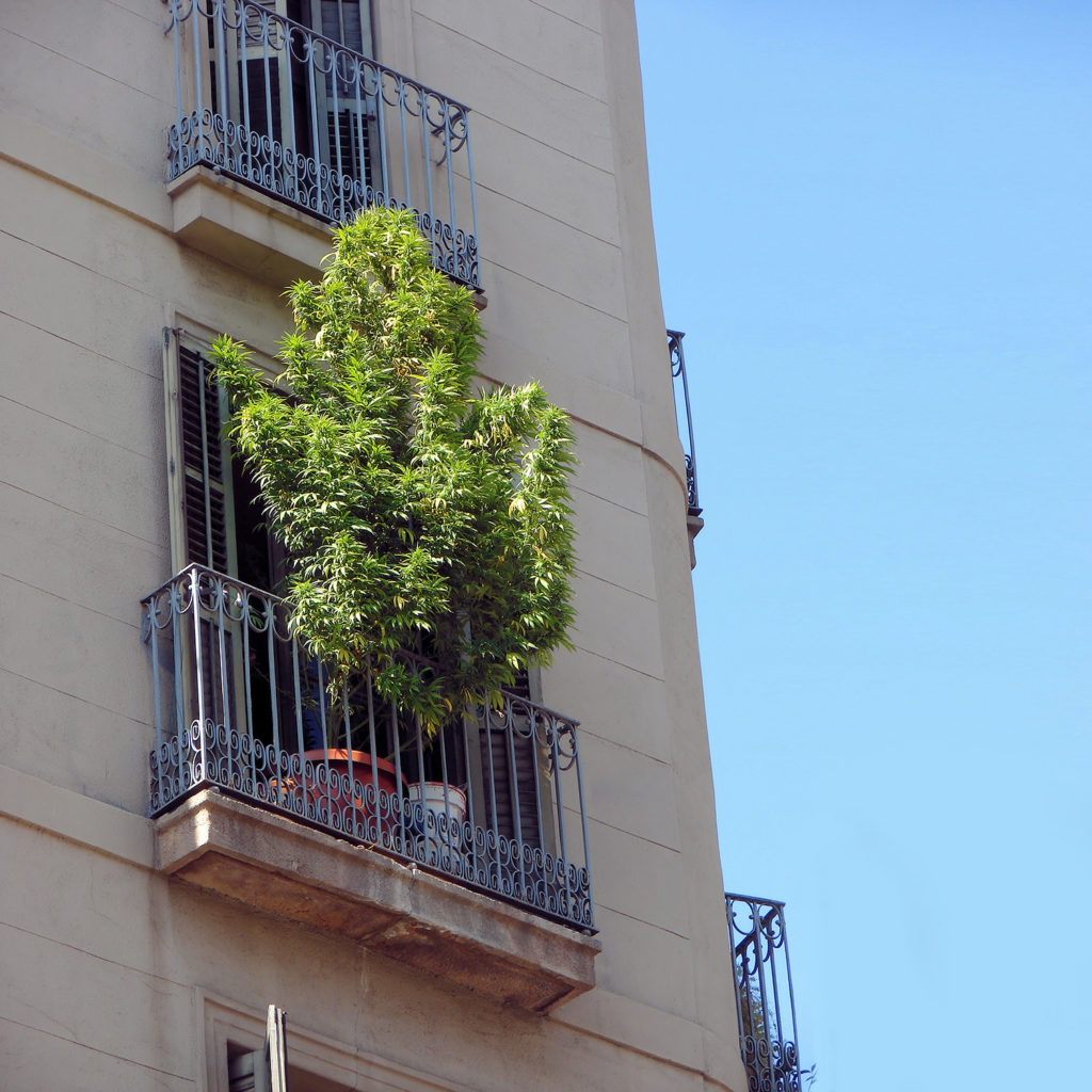 Barcelone est-elle devenue la nouvelle Amsterdam ?