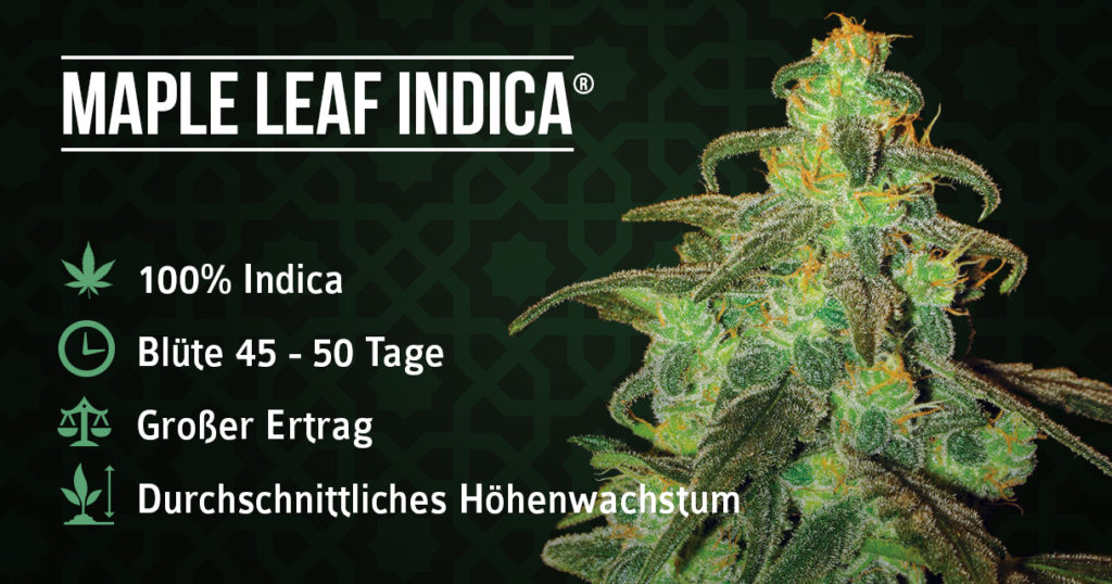 Ahornblatt-Indica-Anlage- und Informationsblatt