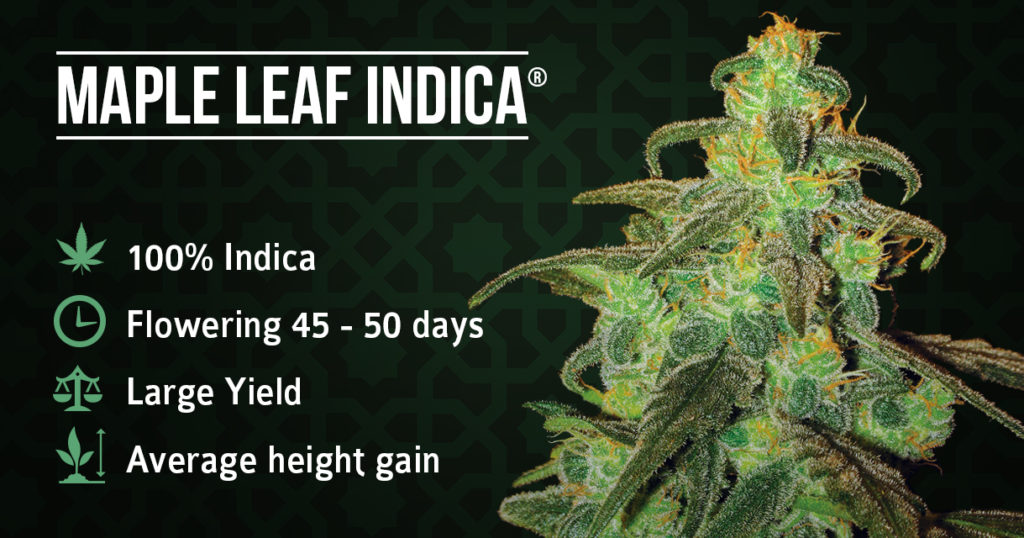 Maple Leaf Indica plant and information sheet